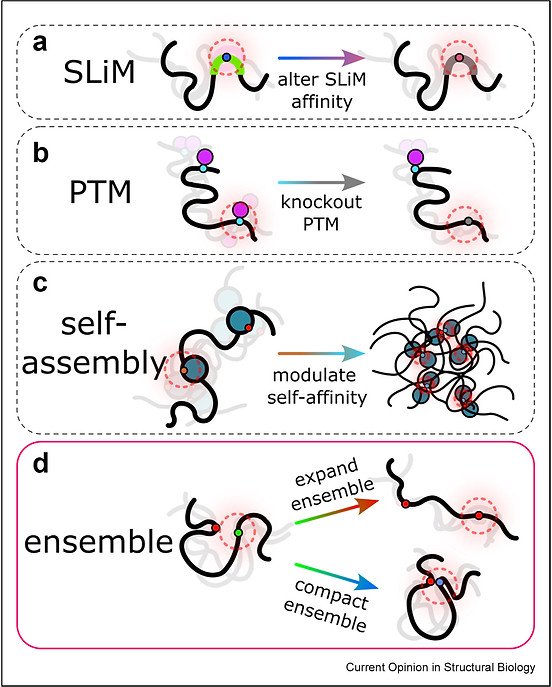 Figure from Single-point mutations in disordered proteins: Linking sequence, ensemble, and function