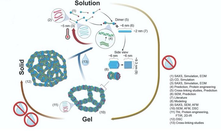 Figure from Labile assembly of a tardigrade protein induces biostasis