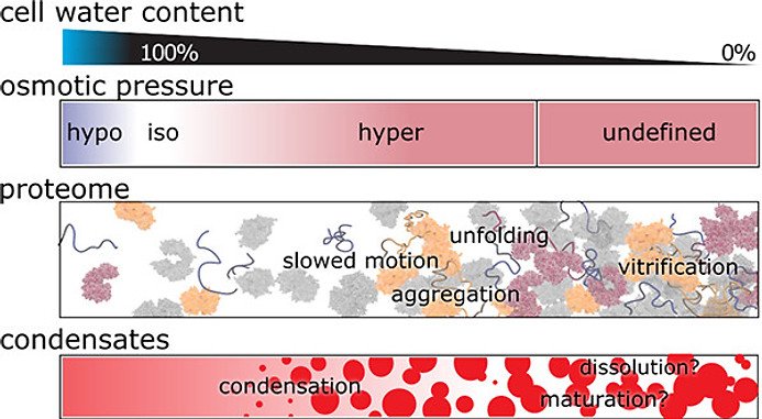 Figure from When Phased Without Water: Biophysics of Cellular Desiccation, from Biomolecules to Condensates