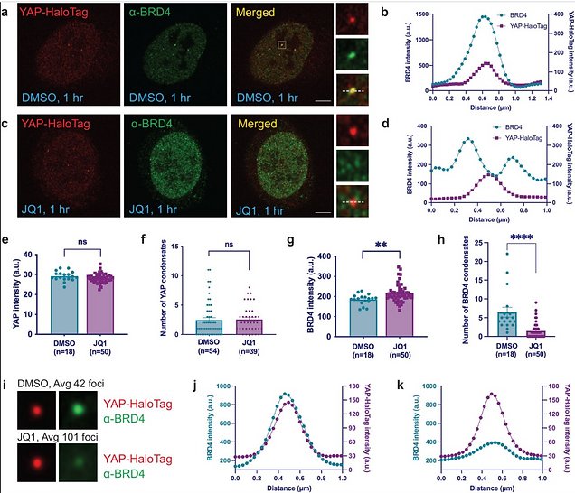Figure from YAP condensates are highly organized hubs for YAP/TEAD transcription