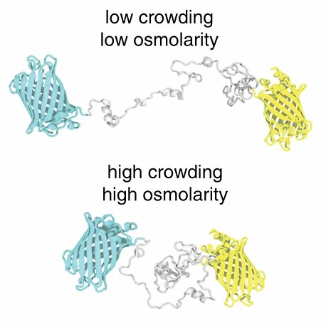 Figure from Hidden structure in disordered proteins is adaptive to intracellular changes