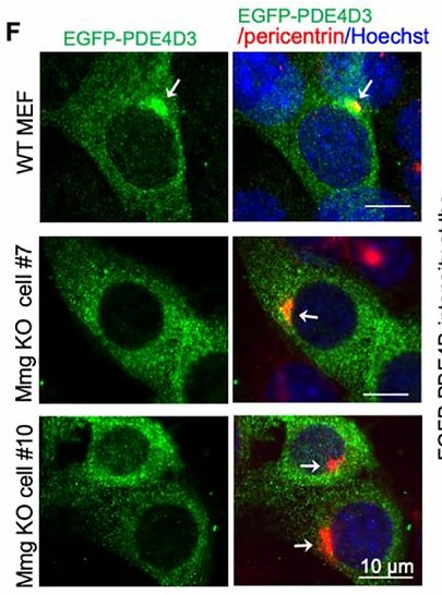 Figure from Myomegalin regulates Hedgehog pathway by controlling PDE4D at the centrosome