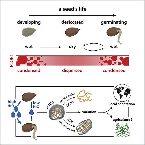 Figure from A prion-like protein regulator of seed germination undergoes hydration-dependent phase separation
