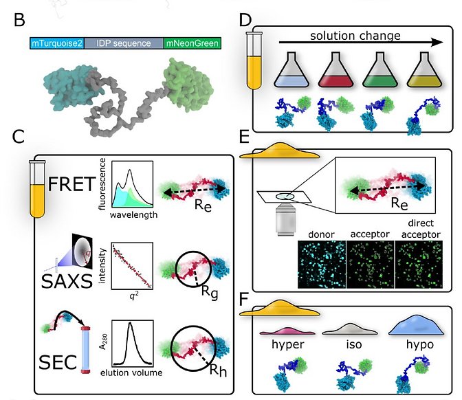 Figure from Structural biases in disordered proteins are prevalent in the cell