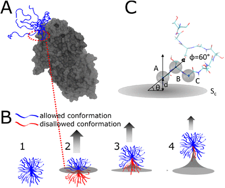 Figure from Structural preferences shape the entropic force of disordered protein ensembles