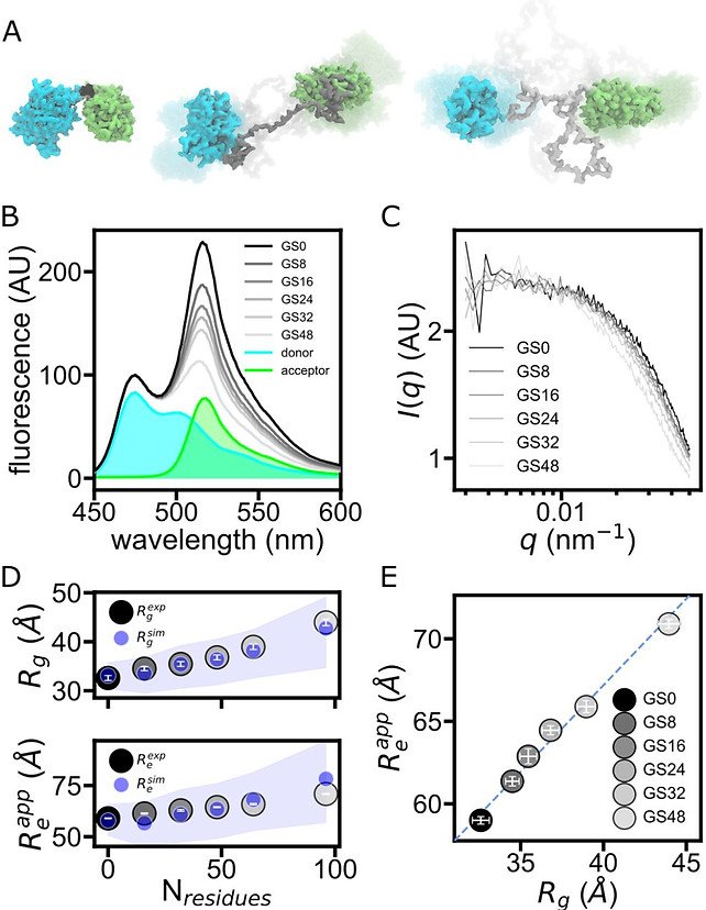 Figure from Intrinsically disordered protein biosensor tracks the physical-chemical effects of osmotic stress on cells
