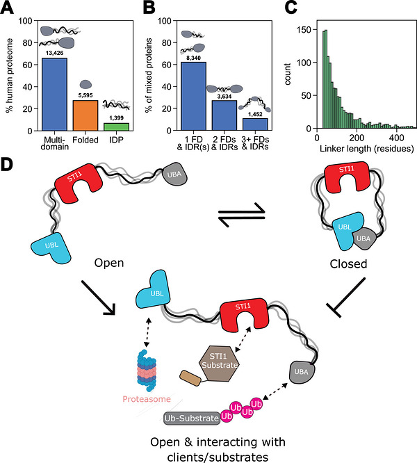 Figure from Intramolecular interactions between folded and disordered regions shape ubiquilin structure and function