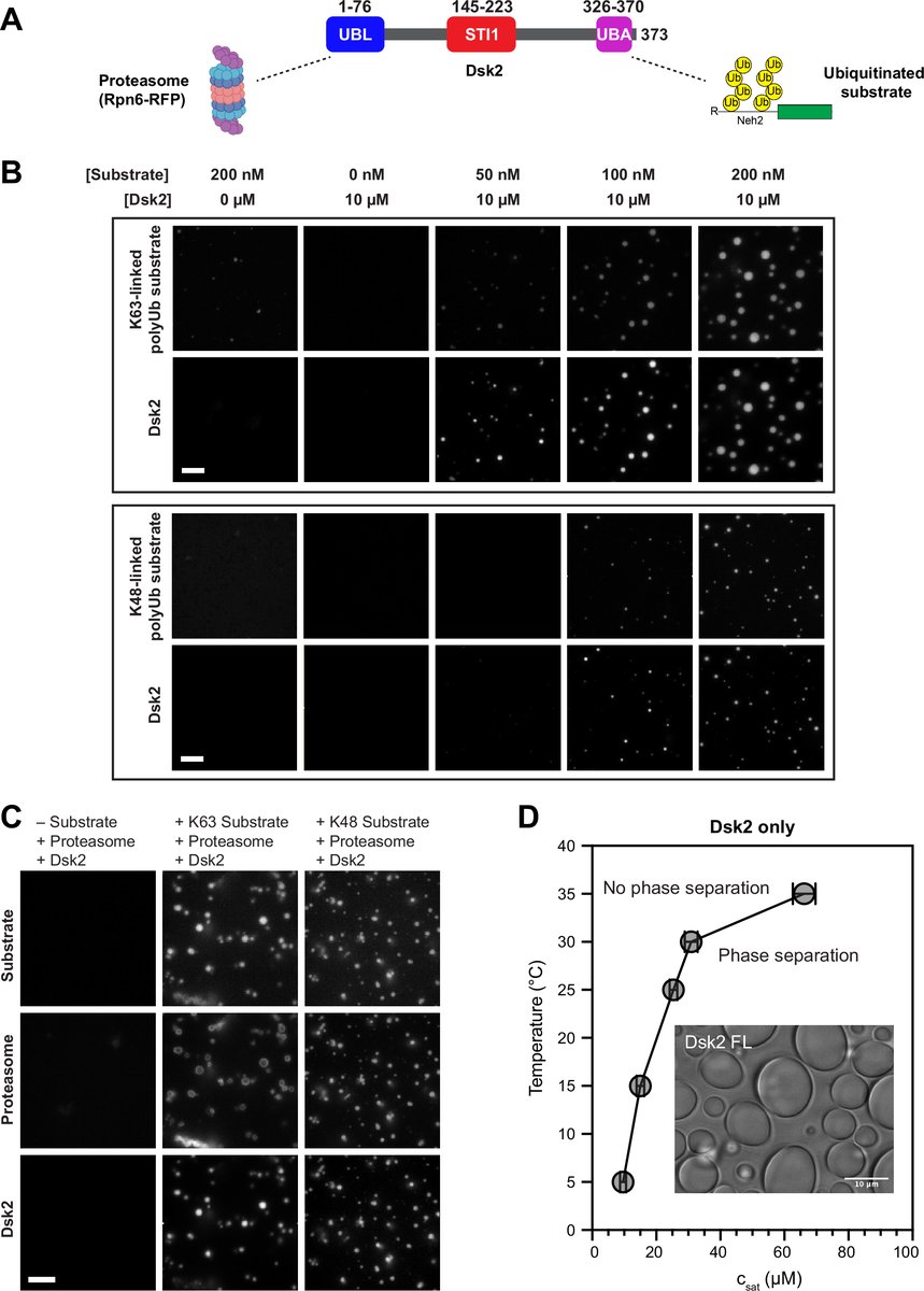 Figure from STI1 domain engages transient helices to mediate Dsk2 phase separation and proteasome condensation