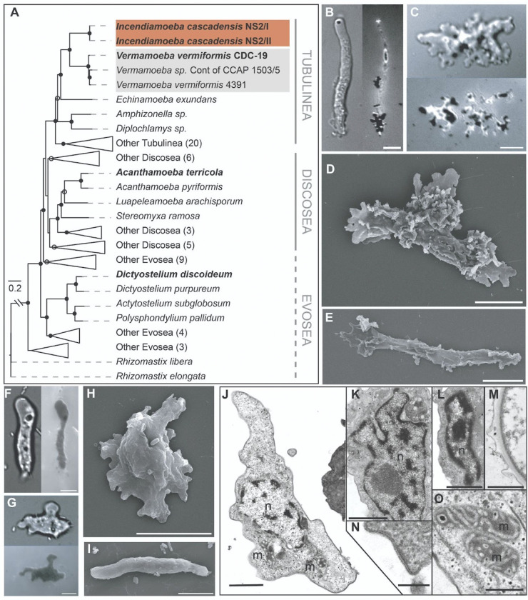 Figure from A geothermal amoeba sets a new upper temperature limit for eukaryotes
