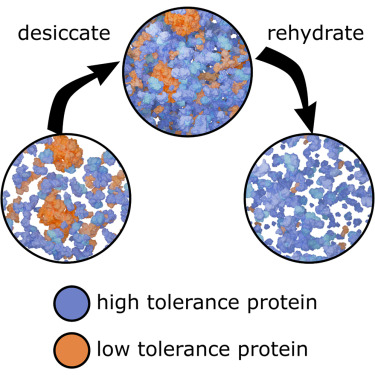 Figure from Protein surface chemistry encodes an adaptive tolerance to desiccation