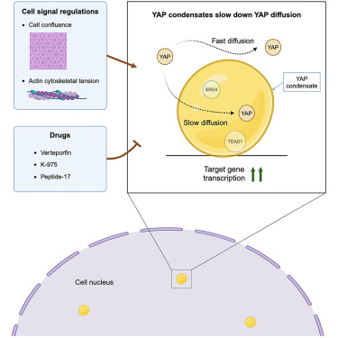Figure from YAP condensates are highly organized hubs