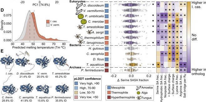 Figure from A geothermal amoeba sets a new upper temperature limit for eukaryotes