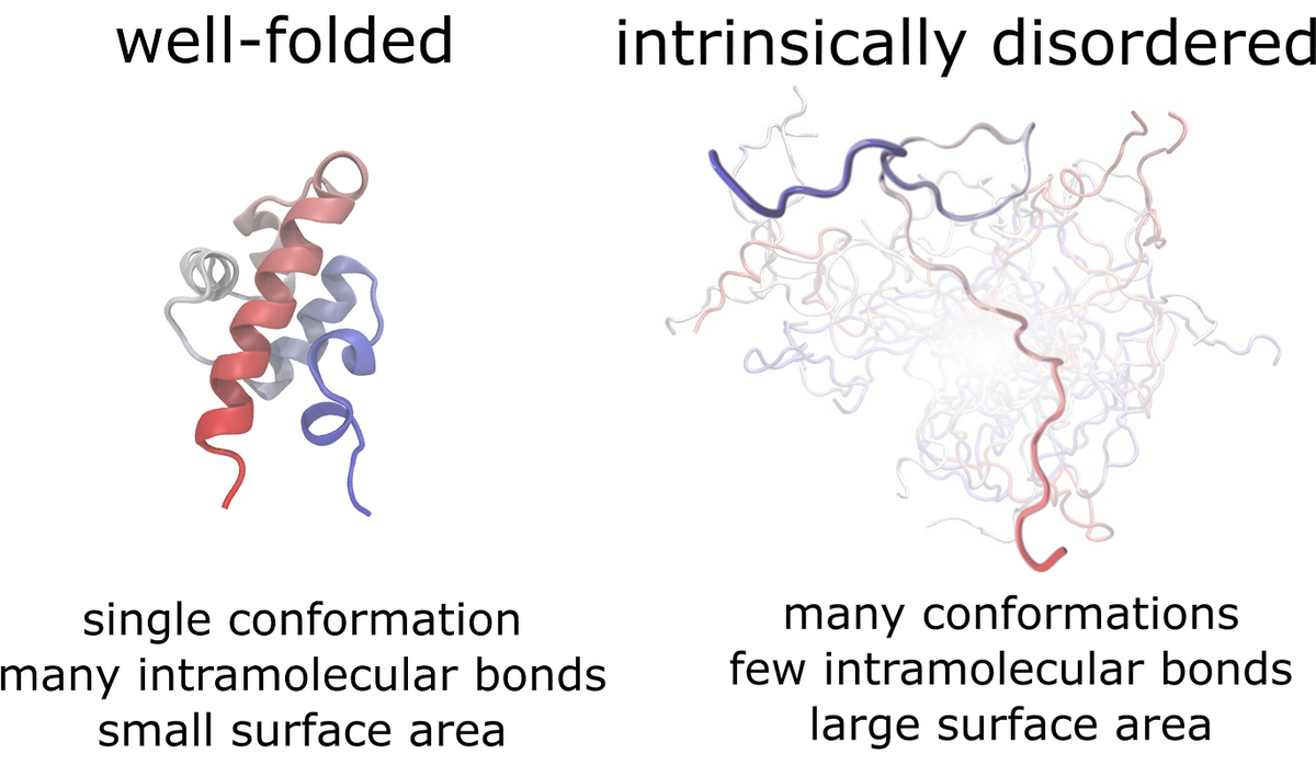 Comparison of a well-folded protein and an intrinsically disordered protein ensemble